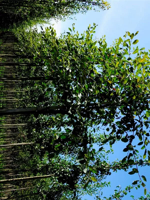 Kupfer-Felsenbirne - Amelanchier lamarckii - Baum