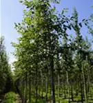 Kupfer-Felsenbirne - Amelanchier lamarckii - Baum