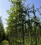 Kupfer-Felsenbirne - Amelanchier lamarckii - Baum