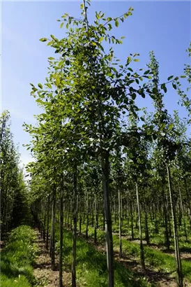 Kupfer-Felsenbirne - Amelanchier lamarckii - Baum