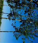 Kupfer-Felsenbirne - Amelanchier lamarckii - Baum