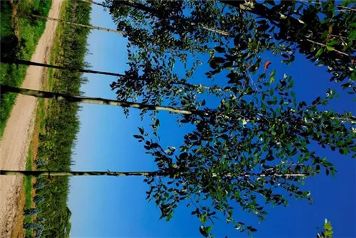 Kupfer-Felsenbirne - Amelanchier lamarckii - Baum