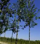 Kupfer-Felsenbirne - Amelanchier lamarckii - Baum