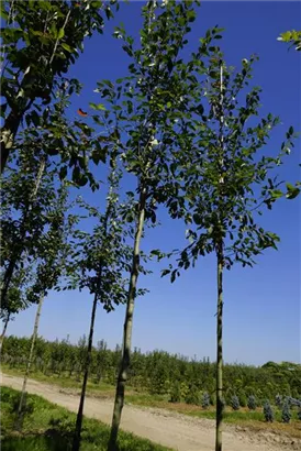 Kupfer-Felsenbirne - Amelanchier lamarckii - Baum