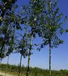 Kupfer-Felsenbirne - Amelanchier lamarckii - Baum