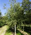 Sandbirke - Betula pendula - Baum
