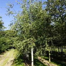 Betula pendula - Baum, H 4xv mDb 30- 35