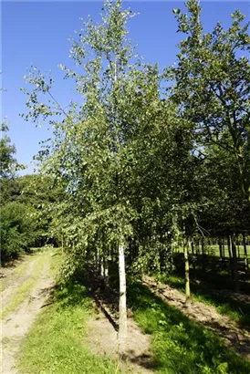 Sandbirke - Betula pendula - Baum