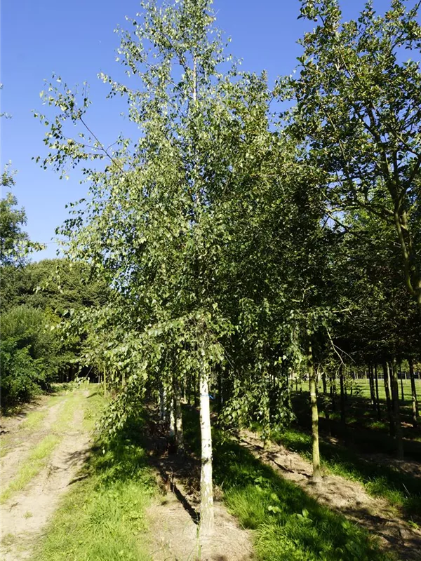 Sandbirke - Betula pendula - Baum