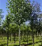 Himalayabirke 'Doorenbos' - Betula utilis 'Doorenbos'
