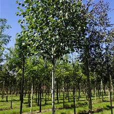 Betula utilis 'Doorenbos', H 4xv mDb 18- 20