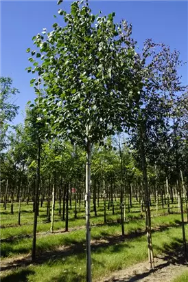 Himalayabirke 'Doorenbos' - Betula utilis 'Doorenbos'