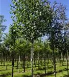 Synonym - Betula utilis 'Doorenbos' - Baum