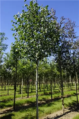 Synonym - Betula utilis 'Doorenbos' - Baum
