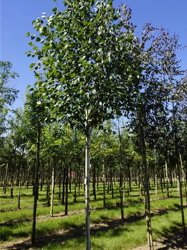 Himalayabirke 'Doorenbos' - Betula utilis 'Doorenbos'