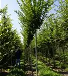 Pyramiden-Hainbuche 'Fastigiata' - Carpinus betulus 'Fastigiata'