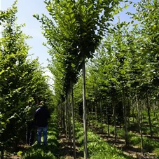 Carpinus betulus 'Fastigiata', H 3xv mDb 12- 14