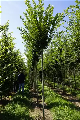 Pyramiden-Hainbuche 'Fastigiata' - Carpinus betulus 'Fastigiata'