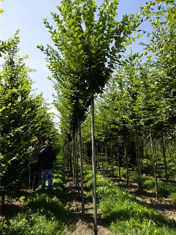 Pyramiden-Hainbuche 'Fastigiata' - Carpinus betulus 'Fastigiata'