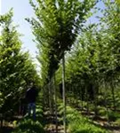 Pyramiden-Hainbuche - Carpinus betulus 'Fastigiata' - Baum