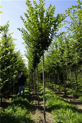 Pyramiden-Hainbuche - Carpinus betulus 'Fastigiata' - Baum