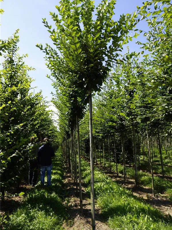 Pyramiden-Hainbuche - Carpinus betulus 'Fastigiata' - Baum