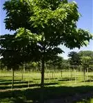 Trompetenbaum - Catalpa bignonioides - Baum
