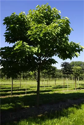 Trompetenbaum - Catalpa bignonioides - Baum