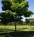 Trompetenbaum - Catalpa bignonioides - Baum