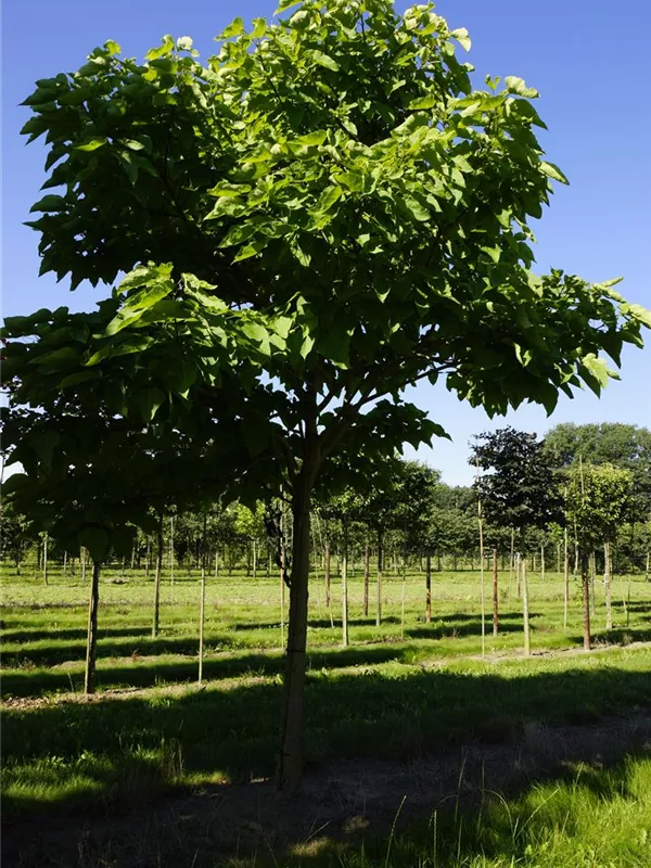 Trompetenbaum - Catalpa bignonioides - Baum