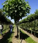Kugel-Trompetenbaum 'Nana' - Catalpa bignonioides 'Nana'