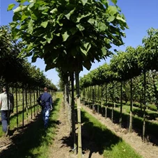 Catalpa bignonioides 'Nana', H 3xv mDb 18- 20