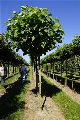 Kugel-Trompetenbaum 'Nana' - Catalpa bignonioides 'Nana'