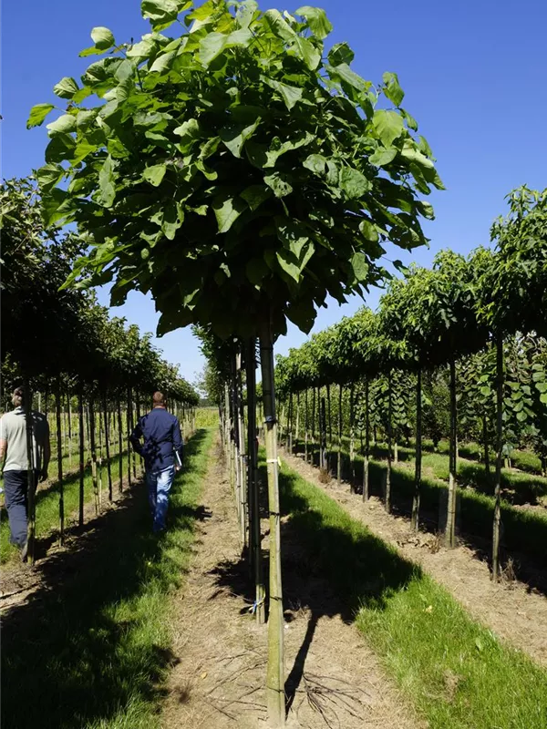 Kugel-Trompetenbaum 'Nana' - Catalpa bignonioides 'Nana'