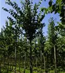 Judasblattbaum - Cercidiphyllum japonicum - Baum