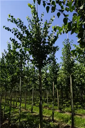 Judasblattbaum - Cercidiphyllum japonicum - Baum