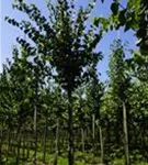 Judasblattbaum - Cercidiphyllum japonicum - Baum