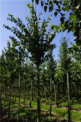 Judasblattbaum - Cercidiphyllum japonicum - Baum