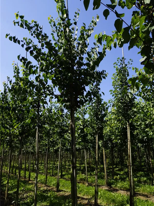 Judasblattbaum - Cercidiphyllum japonicum - Baum