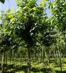 Amerikanischer Amberbaum - Liquidambar styraciflua - Baum