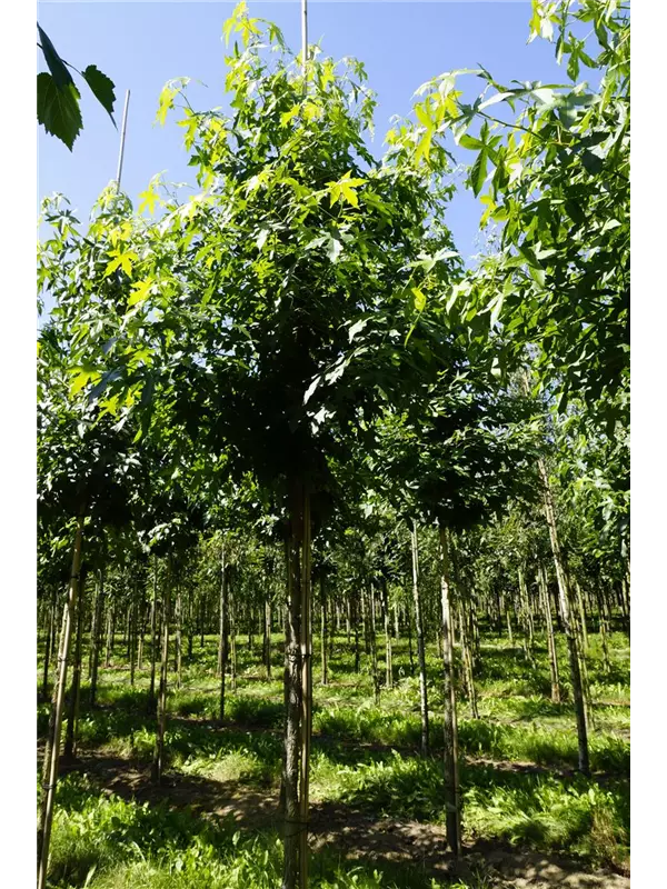 Amerikanischer Amberbaum - Liquidambar styraciflua - Baum