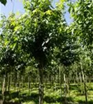 Amerikanischer Amberbaum - Liquidambar styraciflua - Baum