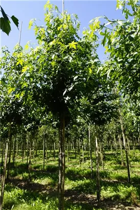Amerikanischer Amberbaum - Liquidambar styraciflua - Baum