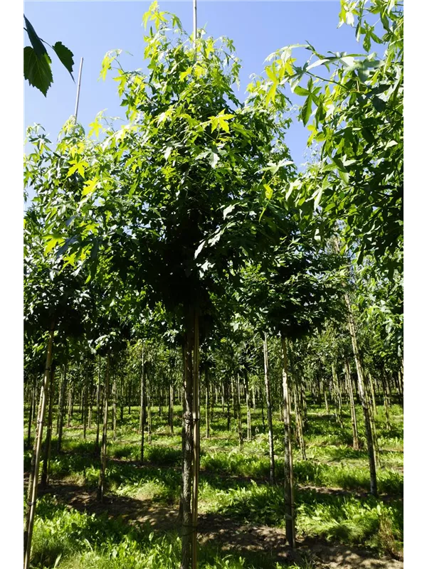 Amerikanischer Amberbaum - Liquidambar styraciflua - Baum