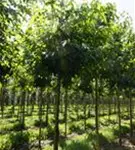 Amerikanischer Amberbaum - Liquidambar styraciflua - Baum