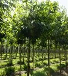 Amerikanischer Amberbaum - Liquidambar styraciflua - Baum