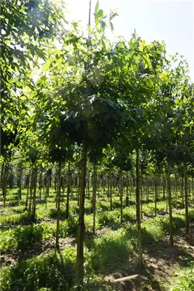 Amerikanischer Amberbaum - Liquidambar styraciflua - Baum