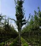 Wildbirne 'Beach Hill' - Pyrus communis 'Beech Hill' CAC