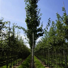 Pyrus communis 'Beech Hill' CAC, H 3xv mDb 12- 14