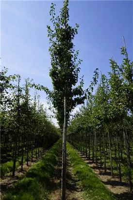 Wildbirne 'Beach Hill' - Pyrus communis 'Beech Hill' CAC